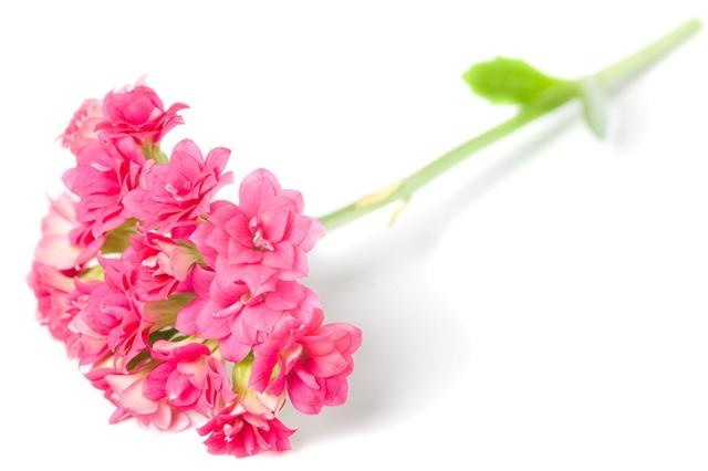 Kalanchoe Flower