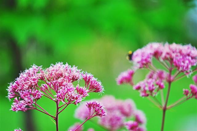 Eupatorium