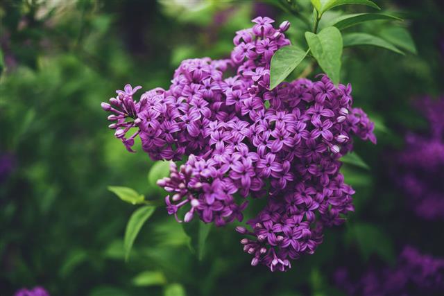Beautiful Lilac Bushes