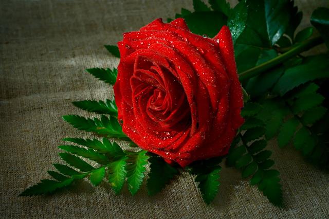 Red Rose