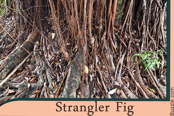 strangler fig