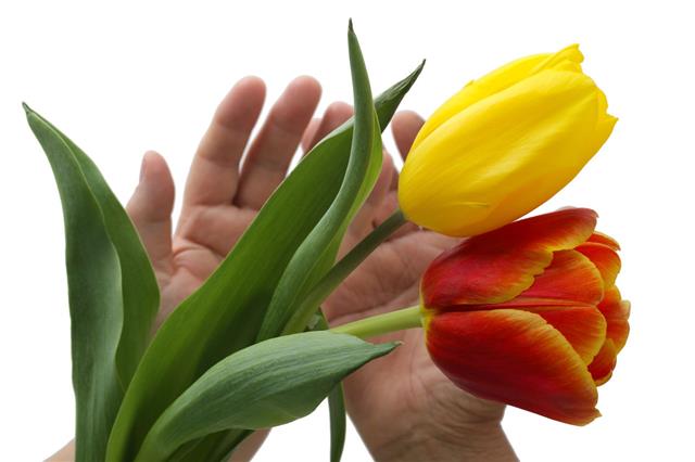 Tulips