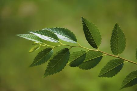Elm branch