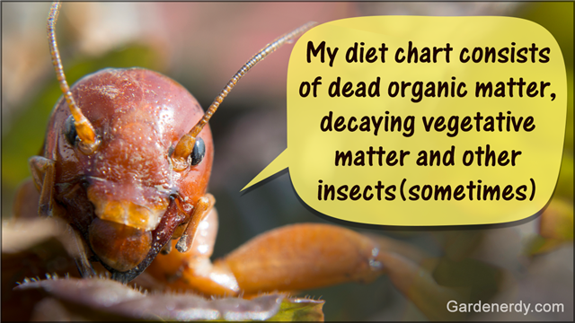 Jerusalem Cricket