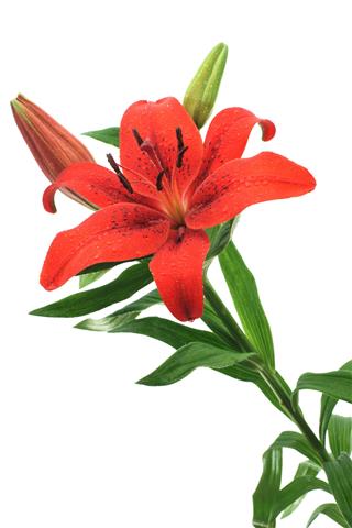 Red Lily