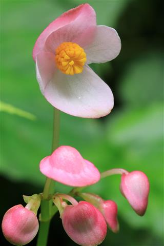 Pink Begonia Flower