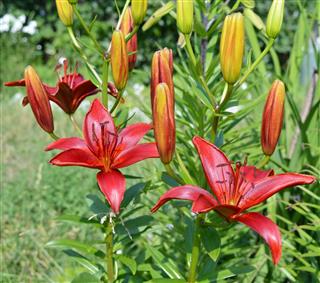 Red Buds Of Tiger Lily
