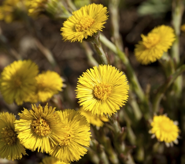 Coltsfoot