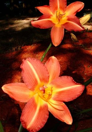 Orange Lily