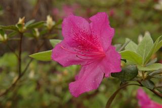 Azalea