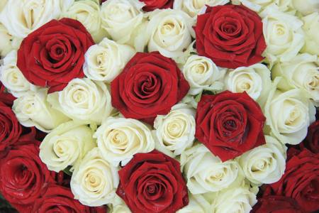 white and red roses