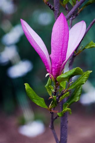 Large And Delicate Magnolia Flowers