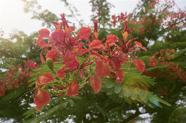 Close up Beautiful poinciana ,peacock flower, Gulmohar flower