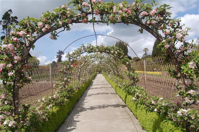 Apple Blossom Archway