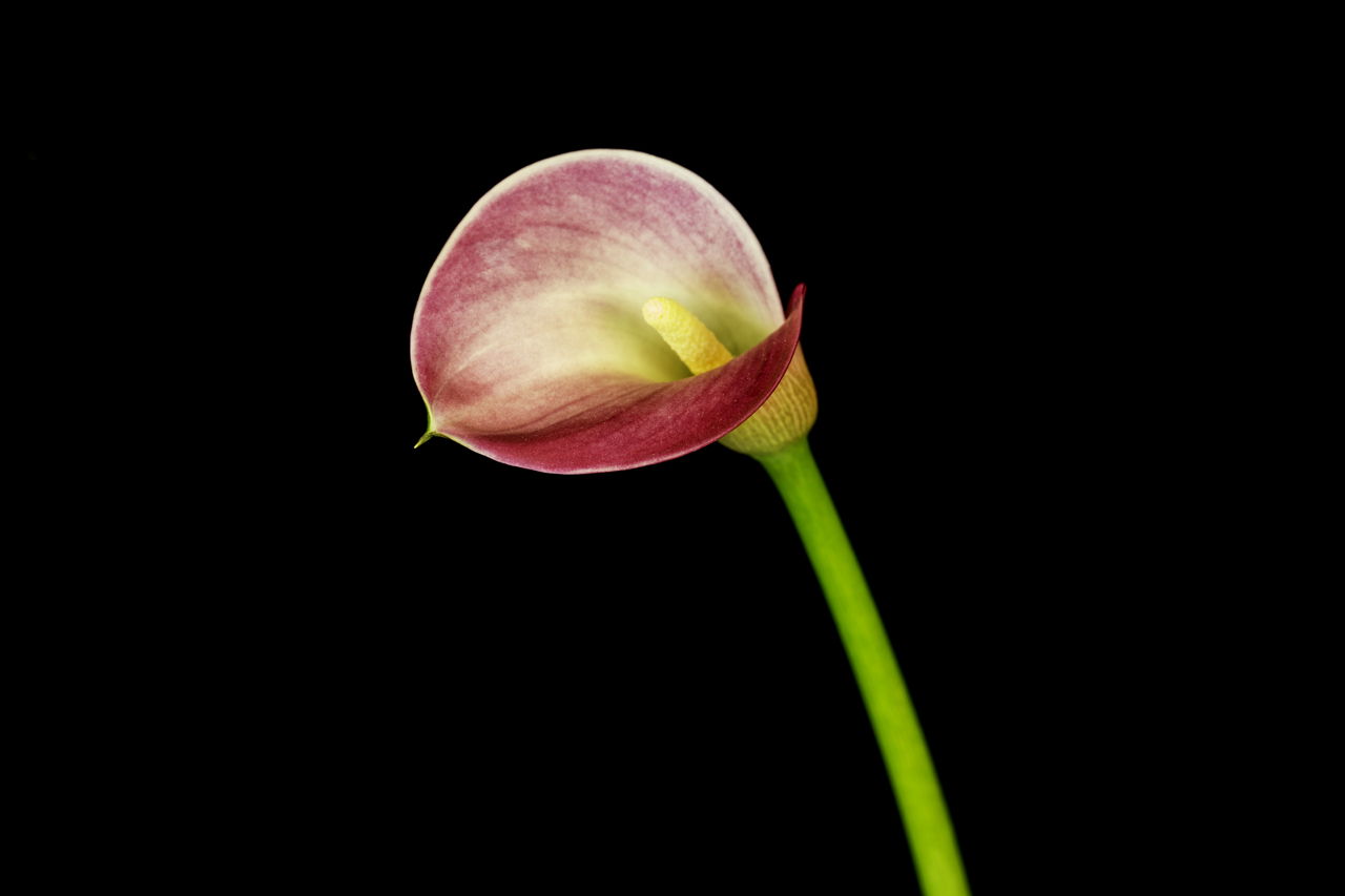 Calla Lily