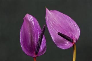 Peace Lily