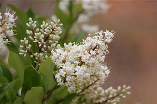 Crepe Myrtle Flower