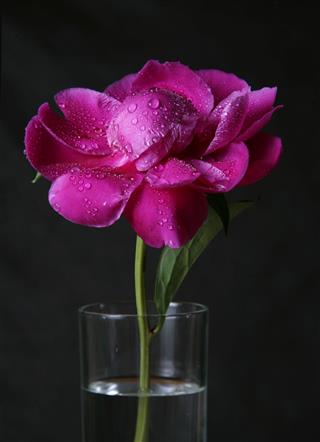 Petals Of A Peony In Drops