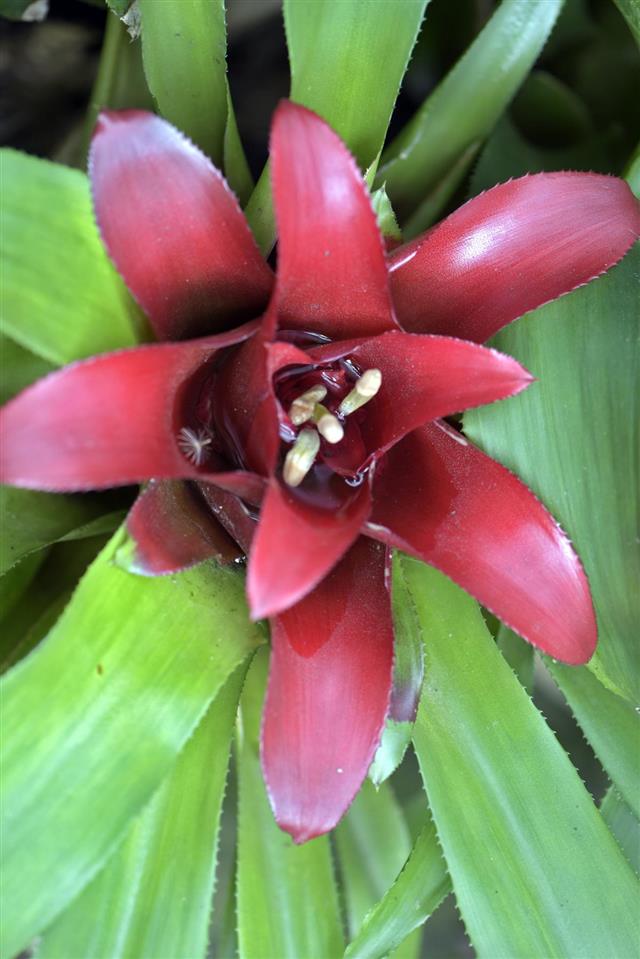 Bromeliad of the genus Nidularium, endemic to Brazil