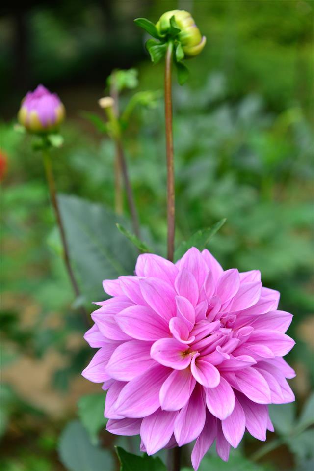 Dahlia Flower