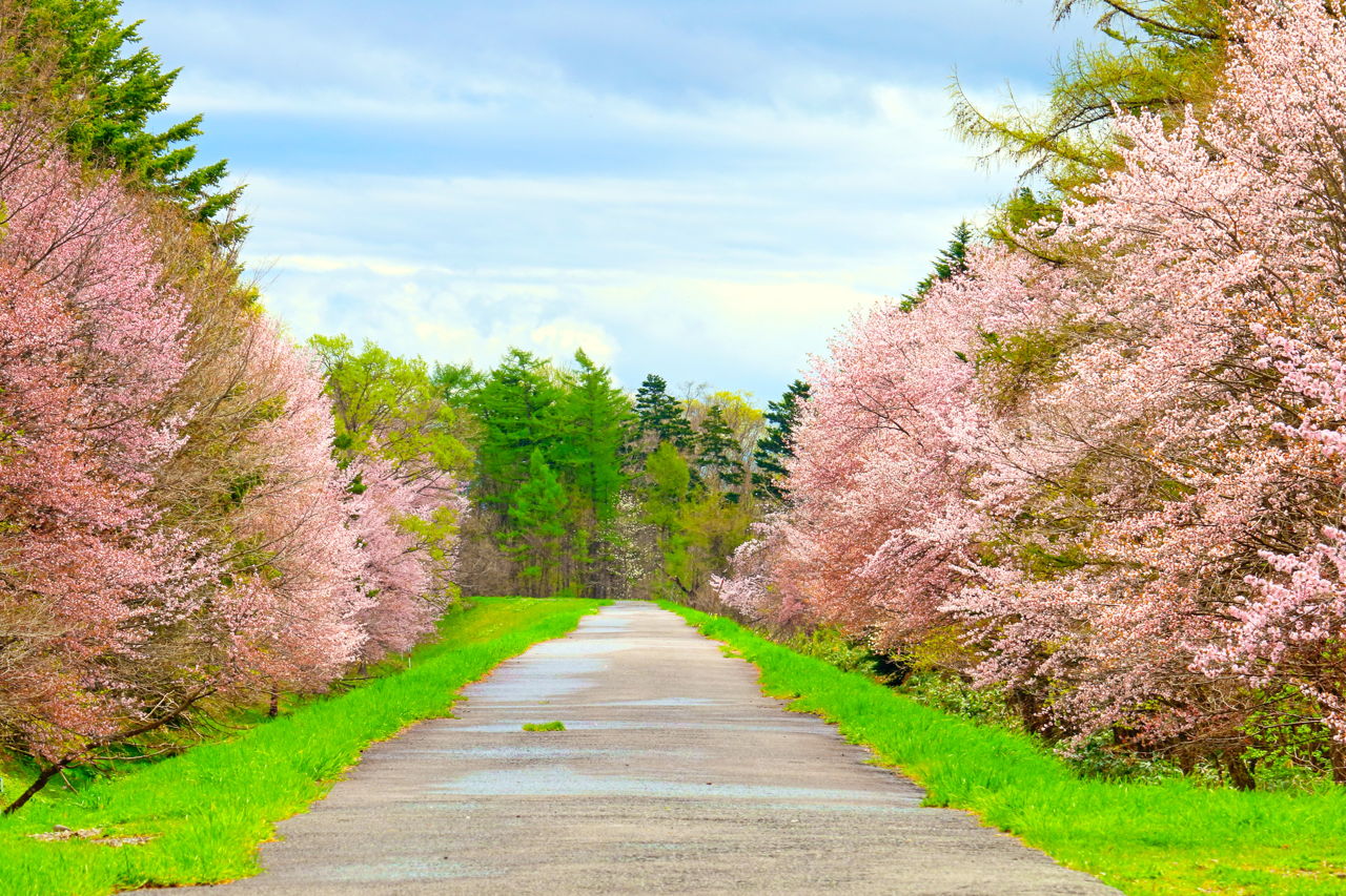 Trees Of Foreign Species