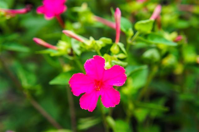 Marvel Of Peru