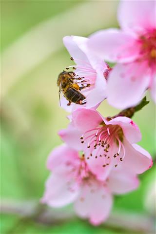 Peach blossoms view