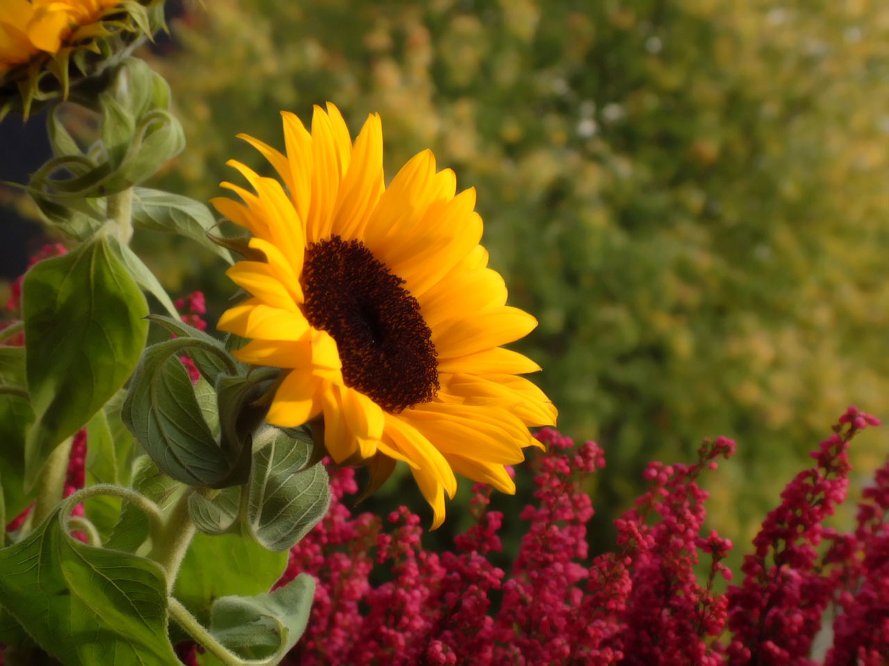 Sunflower