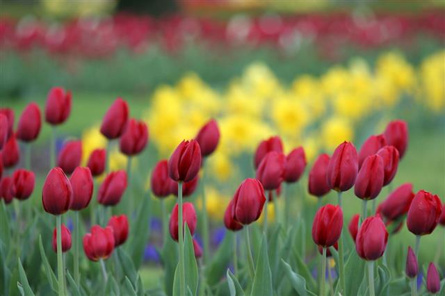 Tulips Forever