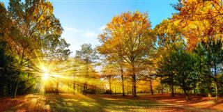 Sunny Autumn Scenery