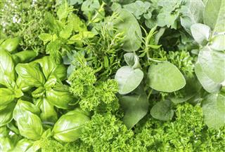 Fresh herbs basil marjoram parsley rosemary thyme sage