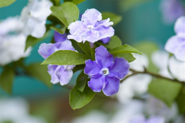 Violet Brunfelsia Jasmine Flower