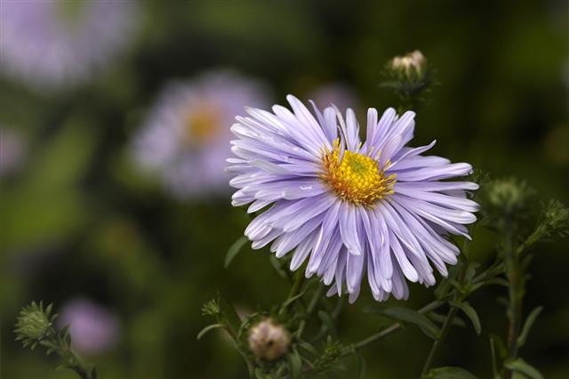 Aster