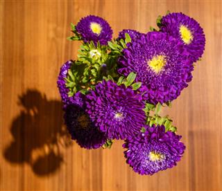 Purple Aster