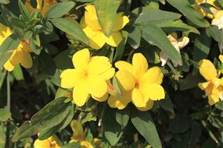 Yellow Jasmine Flowers