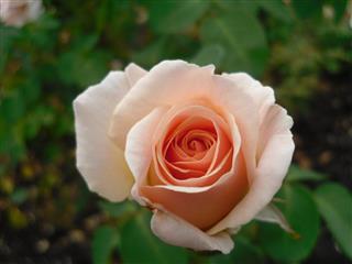 Peach Rose
