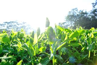 Green Pea In Growth At Garden