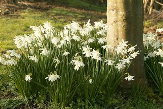 White Daffodils