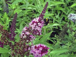 Bumblebee on flower