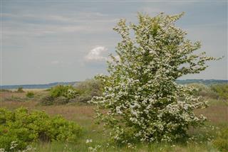 Flowering hawthorn at Live, Denmark