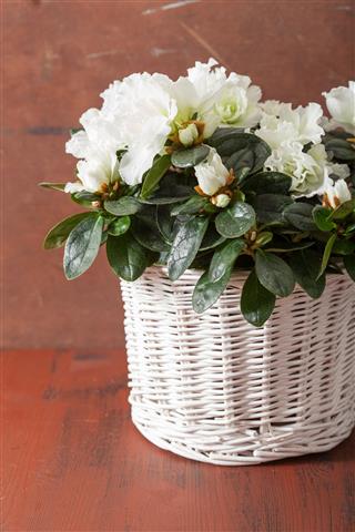 White Azalea Flowers In Basket