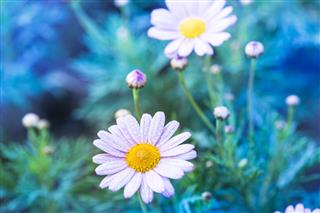 Chamomile Flower In The Field