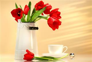 Red Tulips