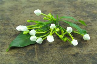Sampaguita Jasmine Flowers