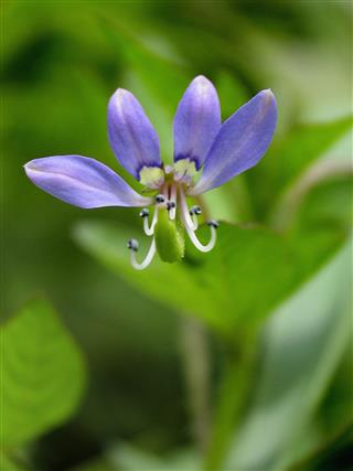 Lobelia