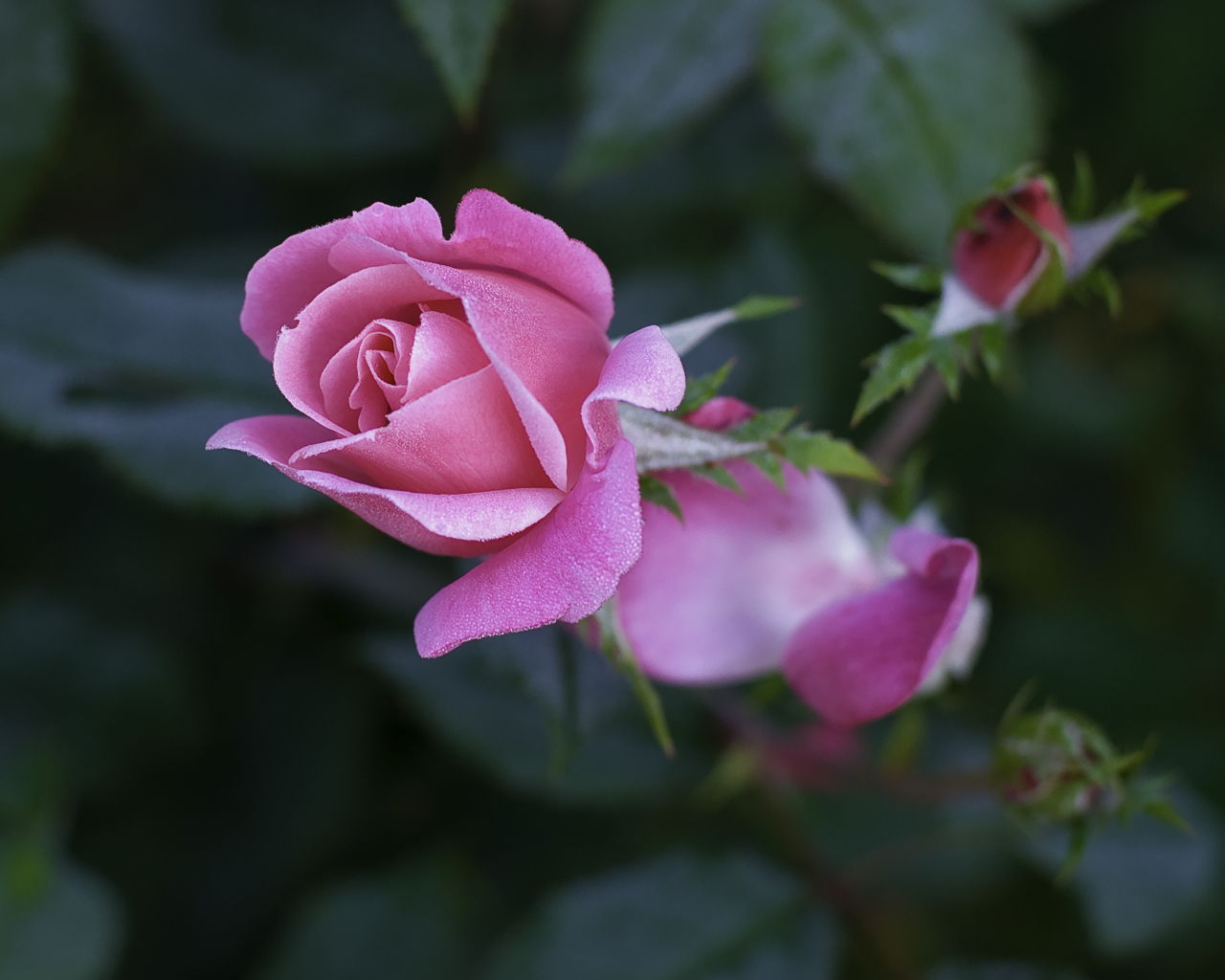 Pink Rose Bud