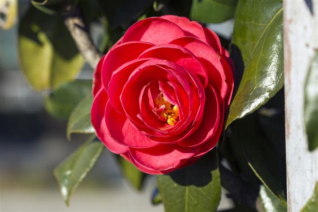 Red Camellia Flower