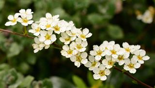 May Blossom