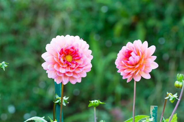 Dahlia Flower Growing In The Garden