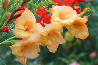 Gladiola With Golden Rod